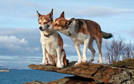 挪威伦德猎犬的挑选指南，买前必看！