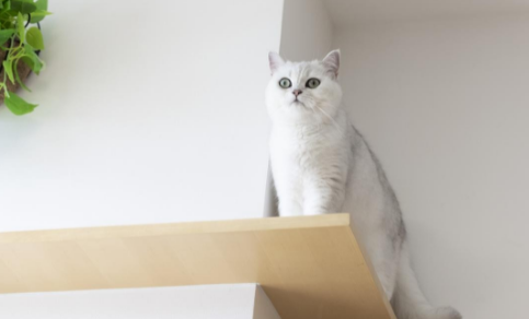 猫驱虫药博来恩，轻松守护猫咪健康