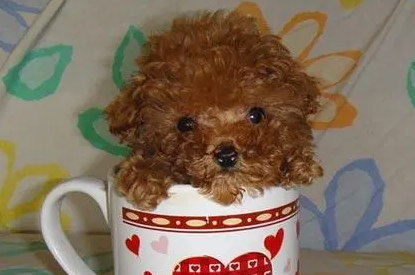 怎样分辨茶杯泰迪？想养的人来看看吧