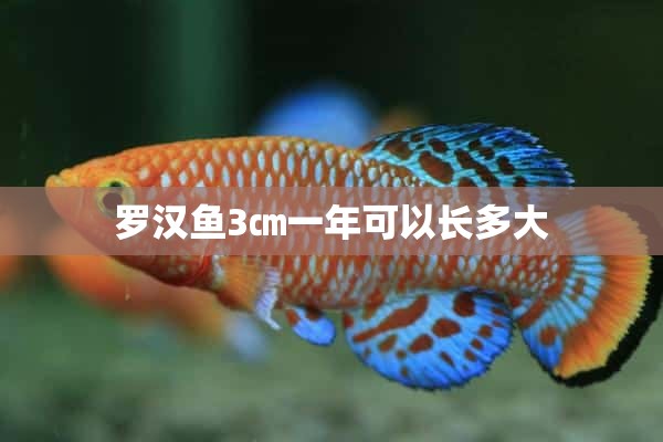 罗汉鱼3㎝一年可以长多大