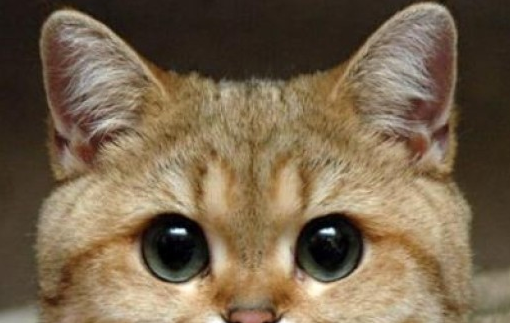 萌宠小知识：怎么判断小猫长大眼睛圆不圆？