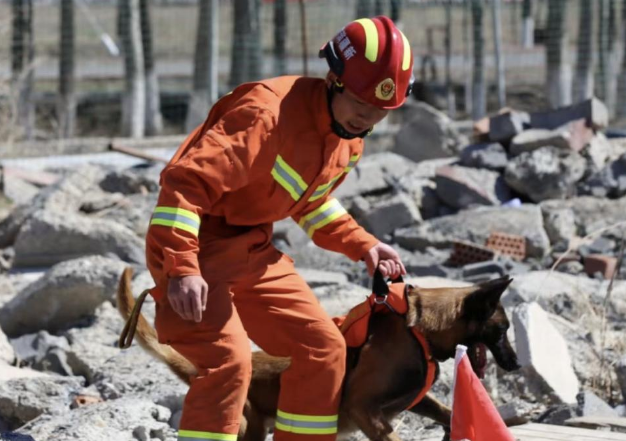 新疆消防救援总队全国第七届消防搜救犬比武备战侧记