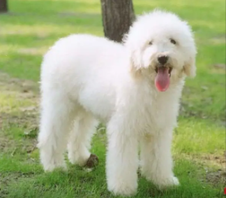 俄罗斯南部牧羊犬和英国古牧有何区别？不清楚的快来看看！