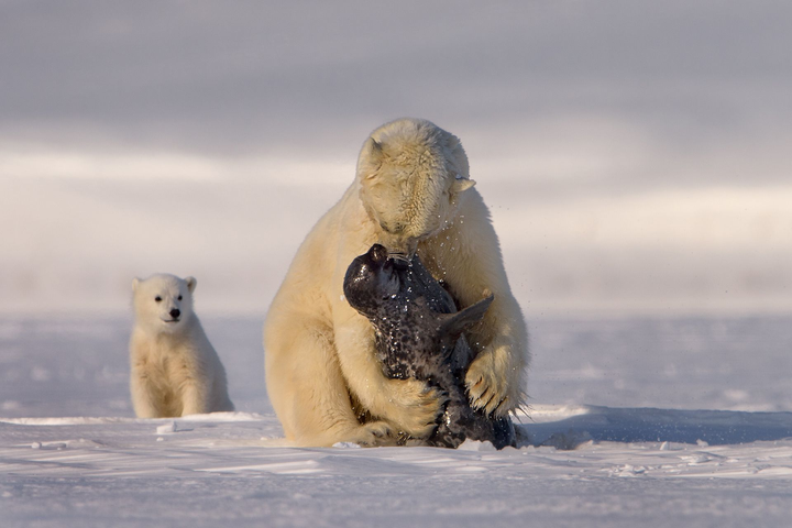 凶猛的北极熊为何会让小小的北极狐当“小跟班”？