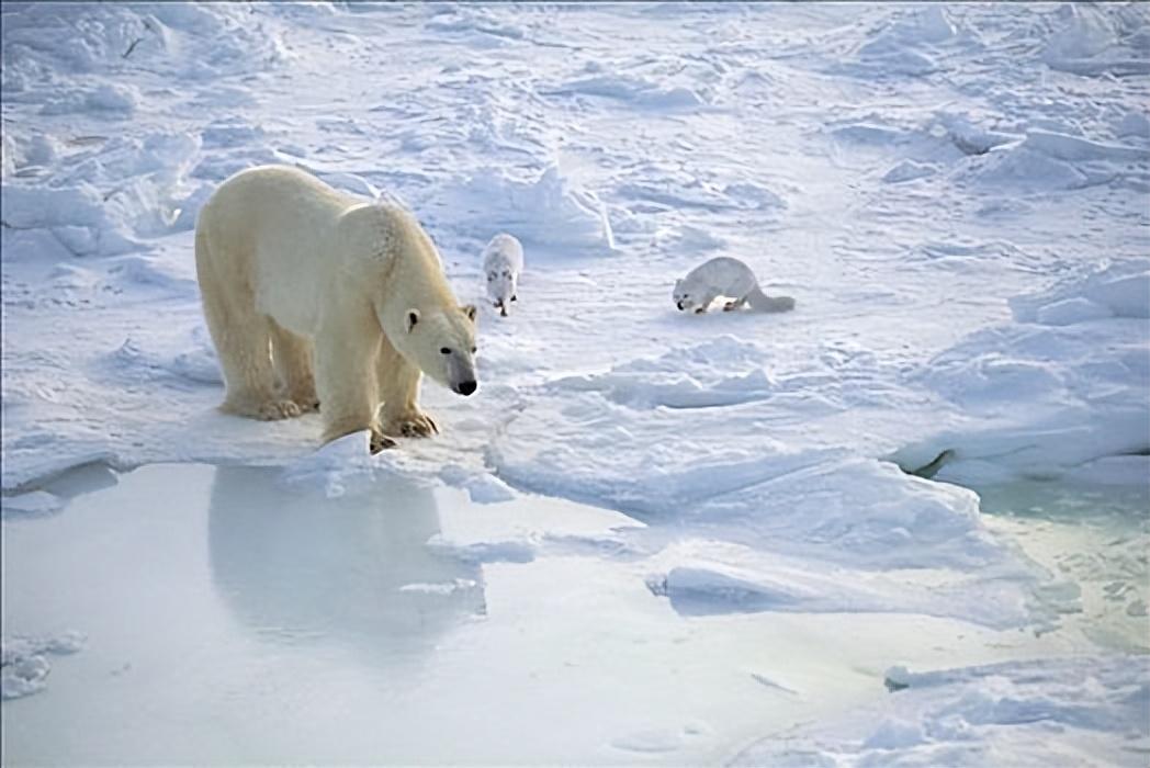 凶猛的北极熊为何会让小小的北极狐当“小跟班”？