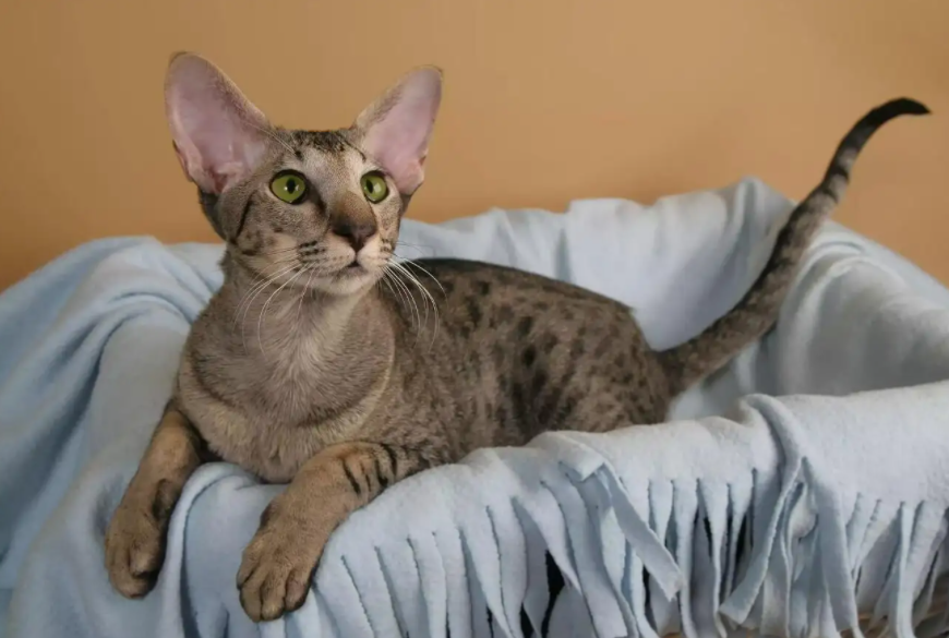 被东方短毛猫抓伤，需要这么处理！