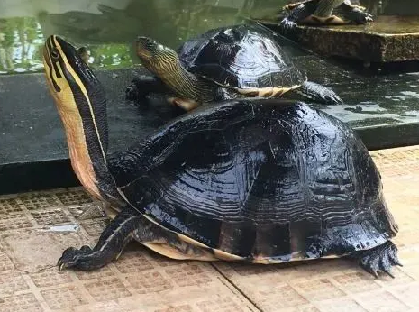 你们知道安布闭壳龟是保护动物吗？