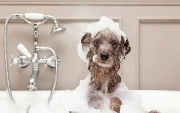 关于狗狗洗澡的那些事，自己动手洗狗每月省好几百