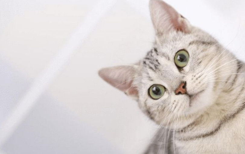 食物也会引起猫咪过敏 卡比猫粮不含谷物和动物内脏降低致敏风险