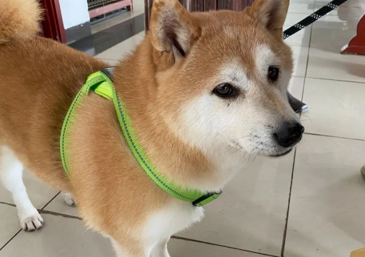消失的主人，拍卖的16万，一只网红柴犬被遗弃的半生