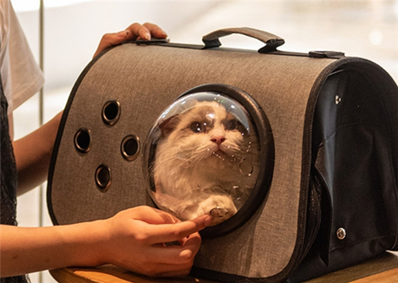 跟风买的猫包，却在不知不觉间要了你家猫咪的命