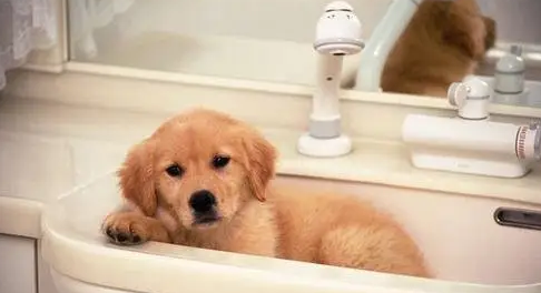 小狗打完第三针多少天可以洗澡？主人要知道