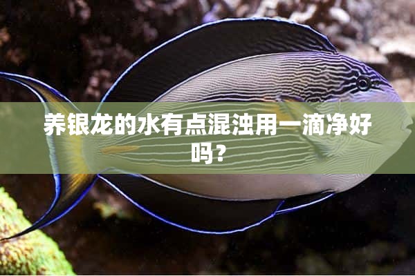养银龙的水有点混浊用一滴净好吗？