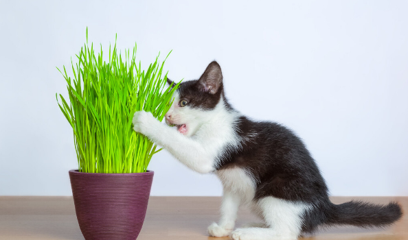 猫草怎么种植？