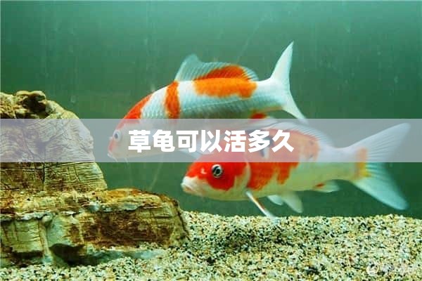 草龟可以活多久