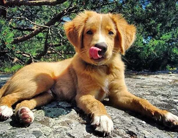 新斯科舍猎鸭寻猎犬怎么选？这几个地方要重点观察