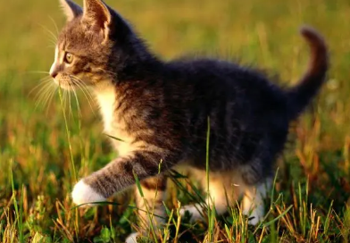 养宠小知识：猫为什么眼睛会发光？