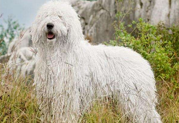 如何选购可蒙犬？这几个特征你需要了解