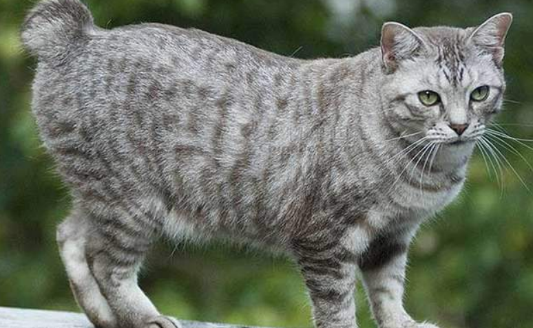 想入手美国短尾猫？先来了解一下防坑手册吧！