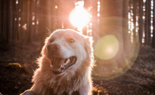 犬指甲正确剪法？快来学起来