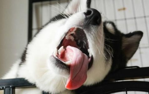 为什么狗狗一直喘气呼吸急促吐舌头？答案在这