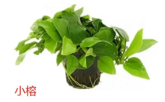 孔雀鱼缸里适合养什么水草？来这里看看