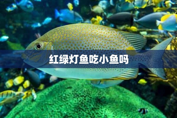 红绿灯鱼吃小鱼吗