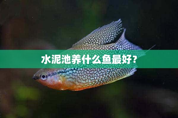 水泥池养什么鱼最好？