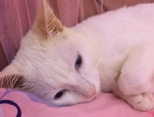 夏天猫不喜欢动正常吗？原因可能有这几种！