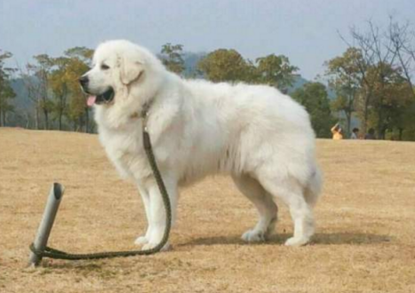 不知道大白熊犬的形态特征和性格特点，看这！