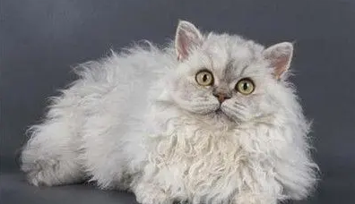 斯可可猫会掉毛吗？作为主人一定要知道！