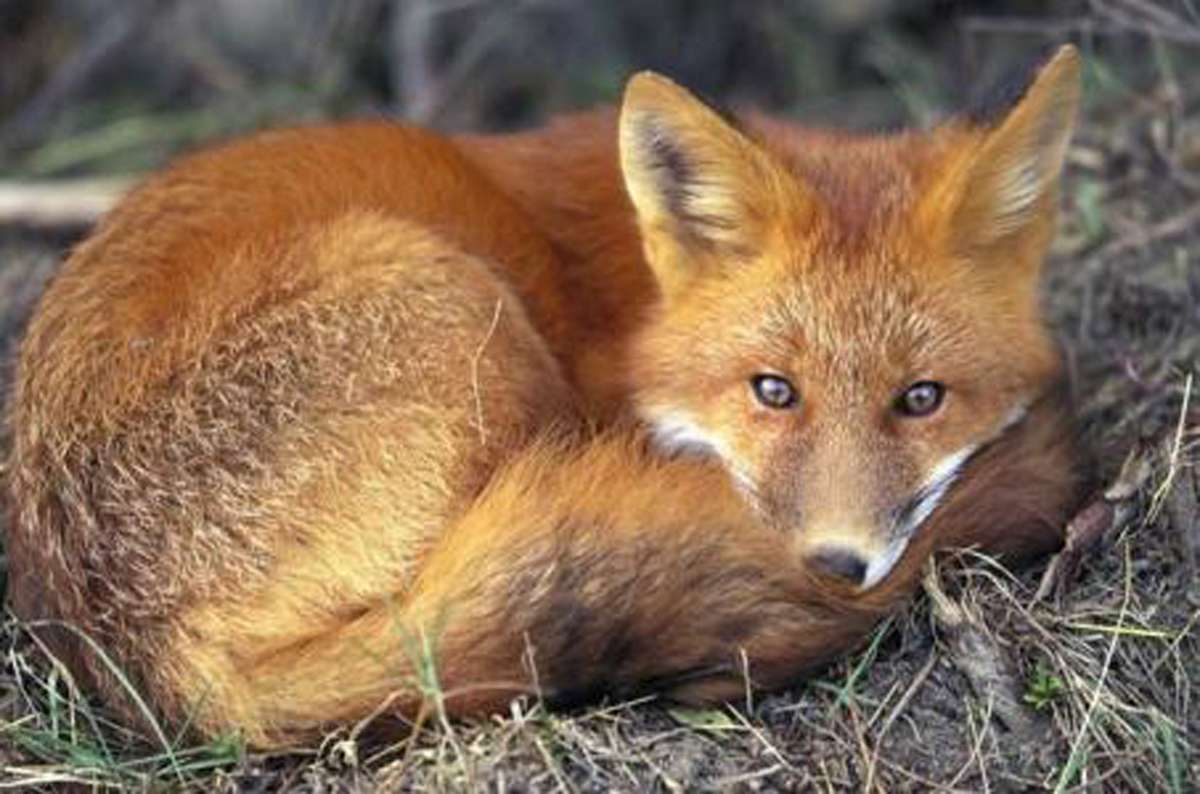 关于红褐色赤狐·042的科普小知识，不来了解一下吗？