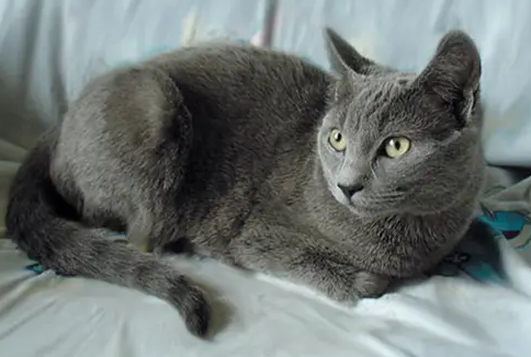 夏特尔猫和蓝猫有区别吗？不清楚的看这里！
