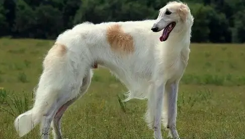 别人家的苏俄猎狼犬恭喜发财很好玩？学会这些，你家的也可以