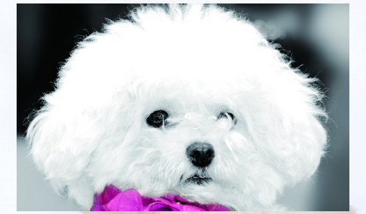 比熊犬出现这些症状，说明它感冒了！.png