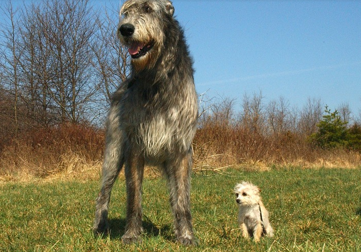 体型如此巨大却有一颗温柔的心，爱尔兰猎狼犬太有爱了！