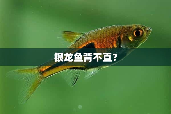 银龙鱼背不直？