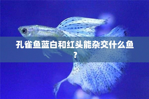 孔雀鱼蓝白和红头能杂交什么鱼？