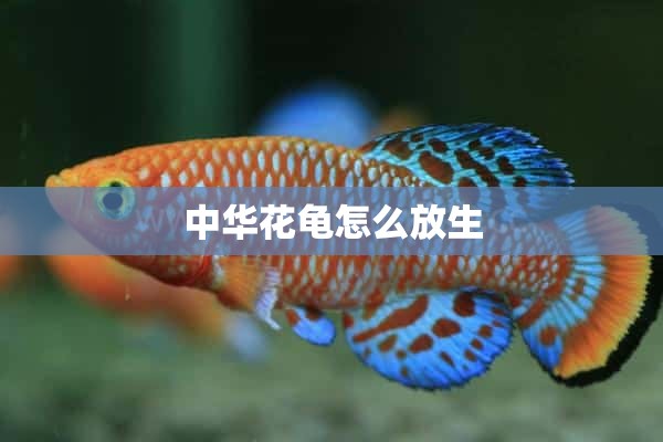 中华花龟怎么放生