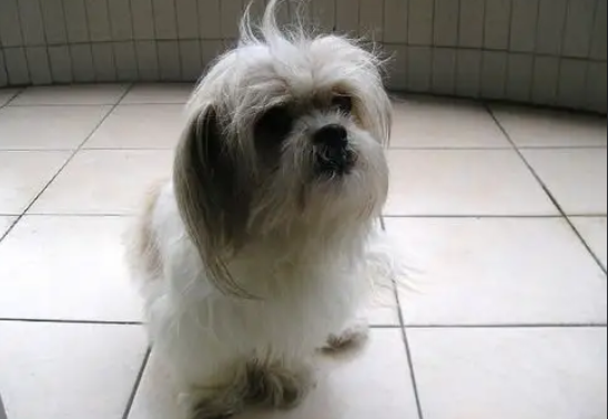 怎么挑选最纯种的西施犬