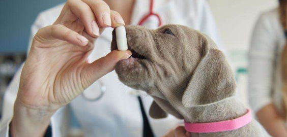 狗狗吃阿莫西林副作用是什么？来看看吧