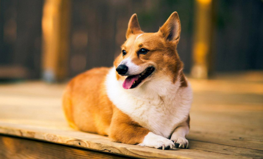 柯基犬喜欢吃豆腐正常吗？快来学习一下吧！