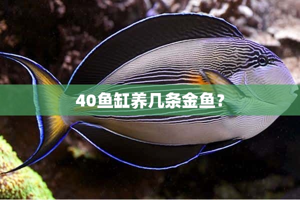 40鱼缸养几条金鱼？