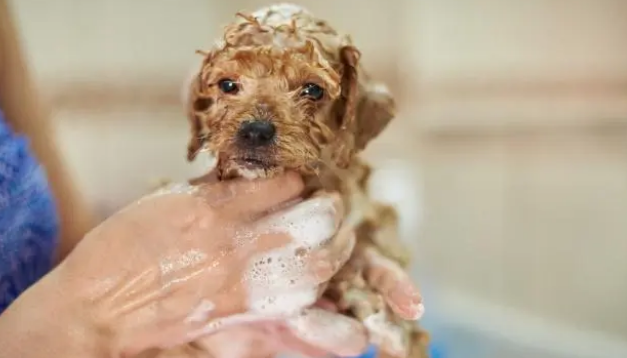 给狗狗洗澡的几个小常识，打算养狗的应该看看