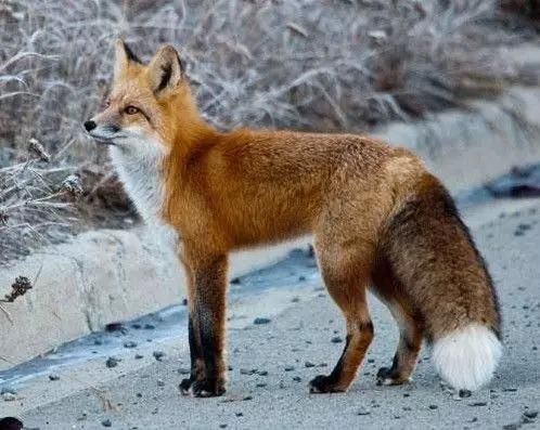 关于红褐色赤狐·042的科普小知识，不来了解一下吗？