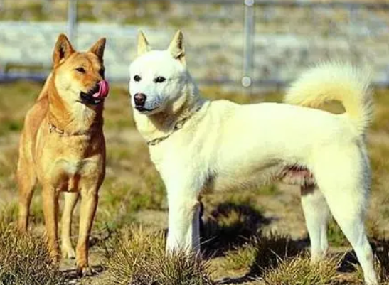 韩国土狗，第53号国宝韩国珍岛犬，还是上过奥运会开幕式的狗狗