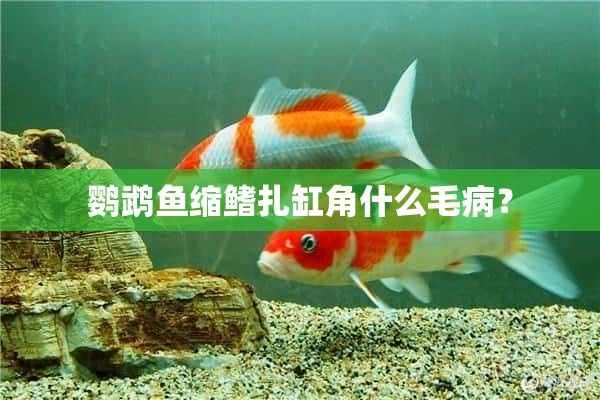 鹦鹉鱼缩鳍扎缸角什么毛病？