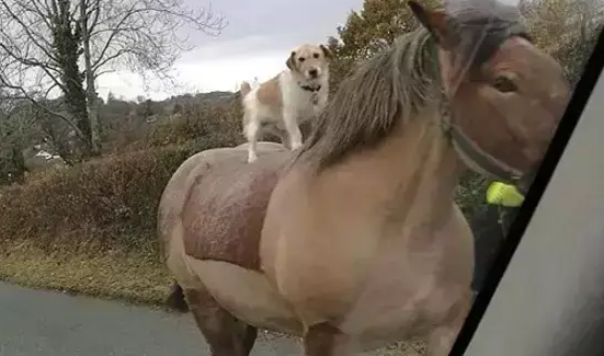 原来骑白马的不一定是王子，还有可能是……狗子！