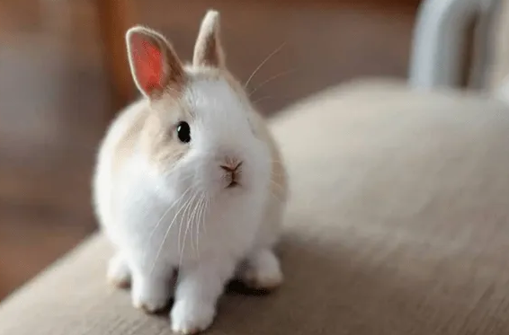 想知道侏儒兔和垂耳兔哪个贵，宠主可以看看