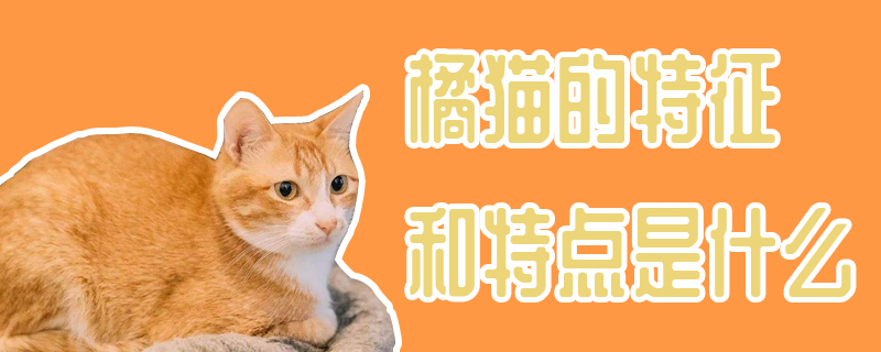 橘猫的特征和特点是什么